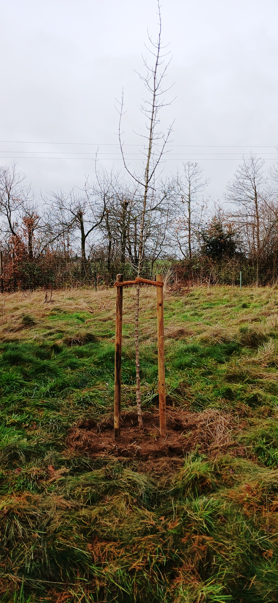 Jungbaumpflege